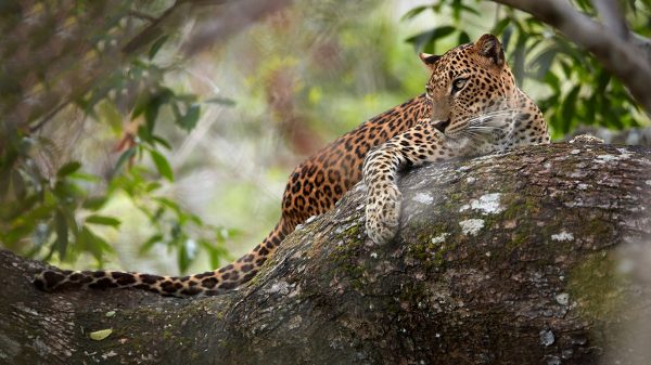 SRI LANKA