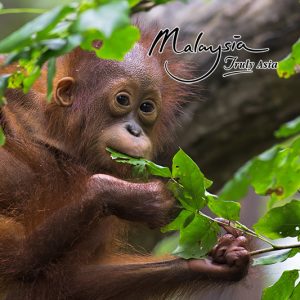 Baby Orangutan MyHoliday2 Best Of Borneo Tour