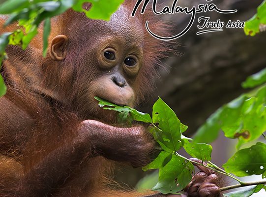 MyHoliday2 Best Of Borneo Sabah & Sarawak