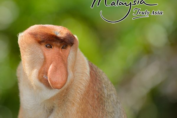 12 Day Absolute Borneo W Flights