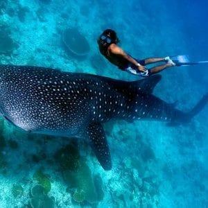 swim with whale sharks in the maldives