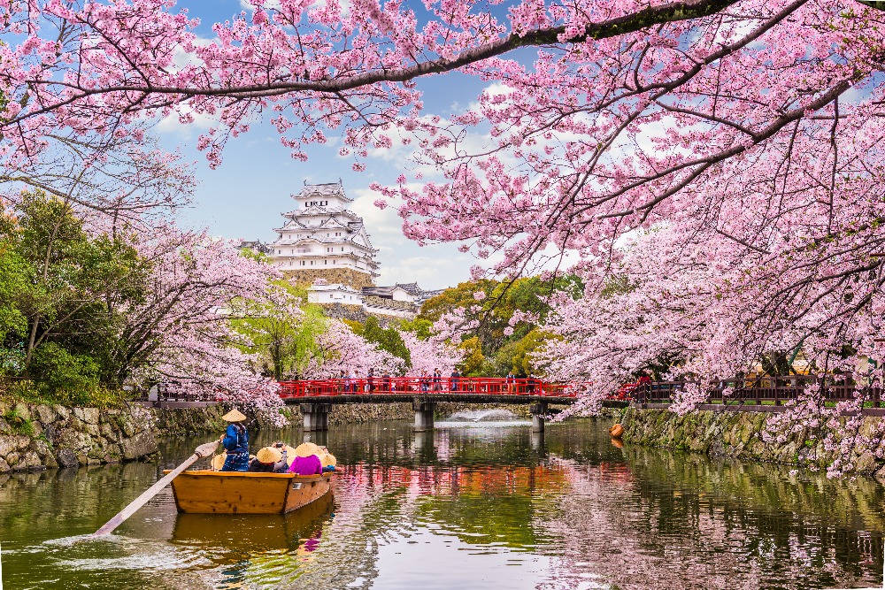 cherry blossom japan tour MyHoliday2