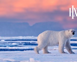 Svalbard Cruises