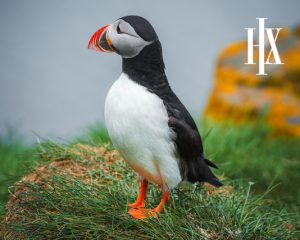Iceland Expedition Cruise