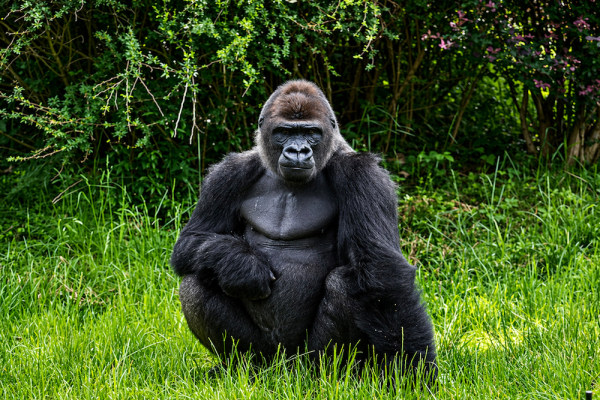 8 Day Ultimate Uganda Gorilla Trek, Chimps & Lions