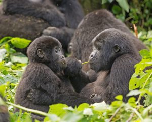 Uganda Rwanda Gorilla Trekking MyHoliday2