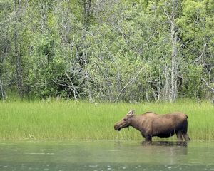 Alaska and British Columbia – Inside Passage