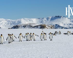 Antarctica and South Georgia Expedition