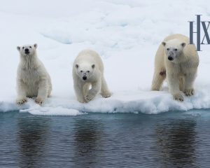 Svalbard Expedition Hurtigruten HX