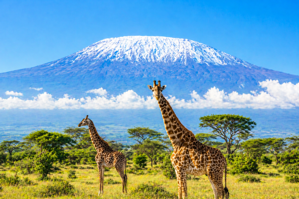 13 Day Kilimanjaro Hike & Safari Experience: Savannah & the Summit