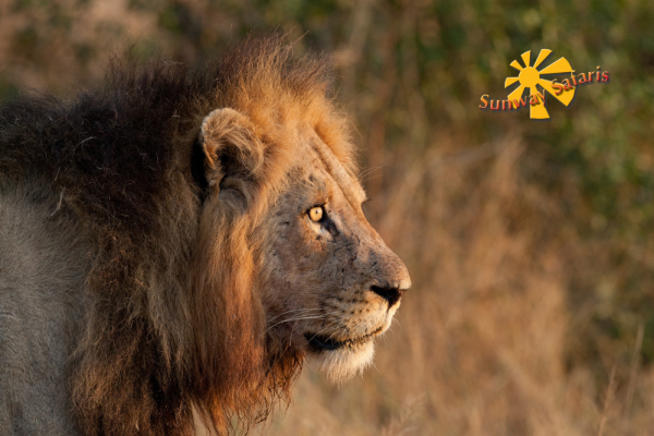 17 Day South Africa Rainbow Route Safari