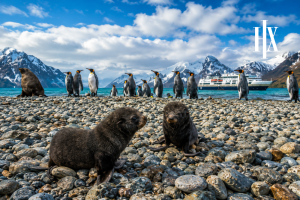 SOLO TRAVELLER: 23 Day Antarctica, Falklands & South Georgia Expedition