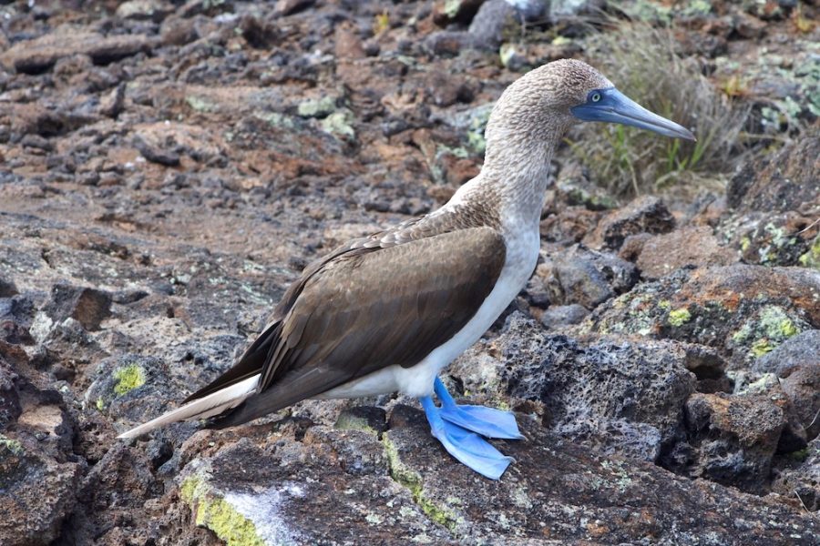 1920-blue-footed-boobies-in-the-galapagos-islands