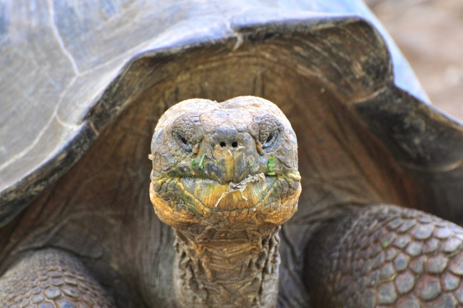 Galapagos Tortoise in a nature reserve in the Galapagos Islands, Ecuador