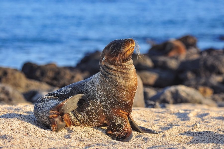 sea lionon the beach on the galapagos islands of ecuador