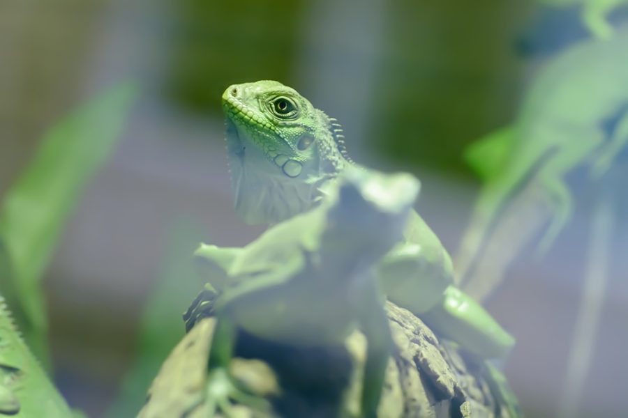 The green iguana take in a zoo