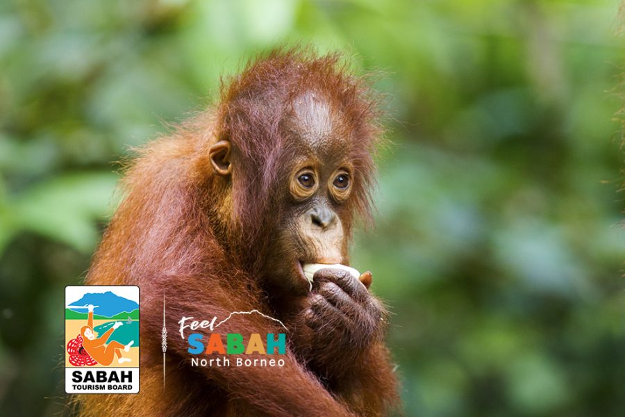 2 for 1 borneo tour with flights