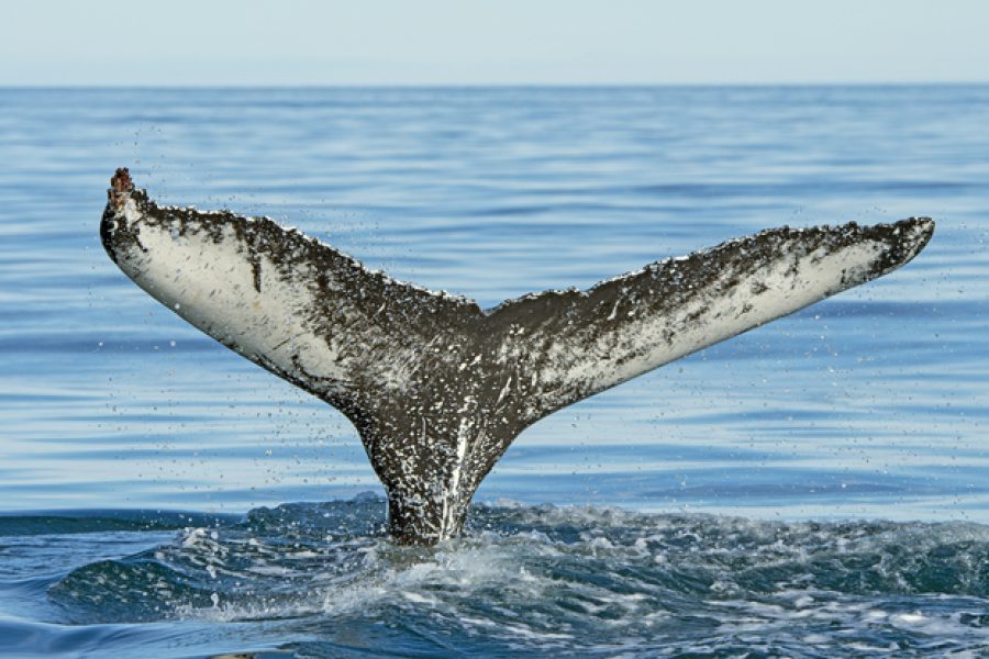 Distinctive Humpaback Whale Flukes on their way into the ocean near Husavik, Iceland