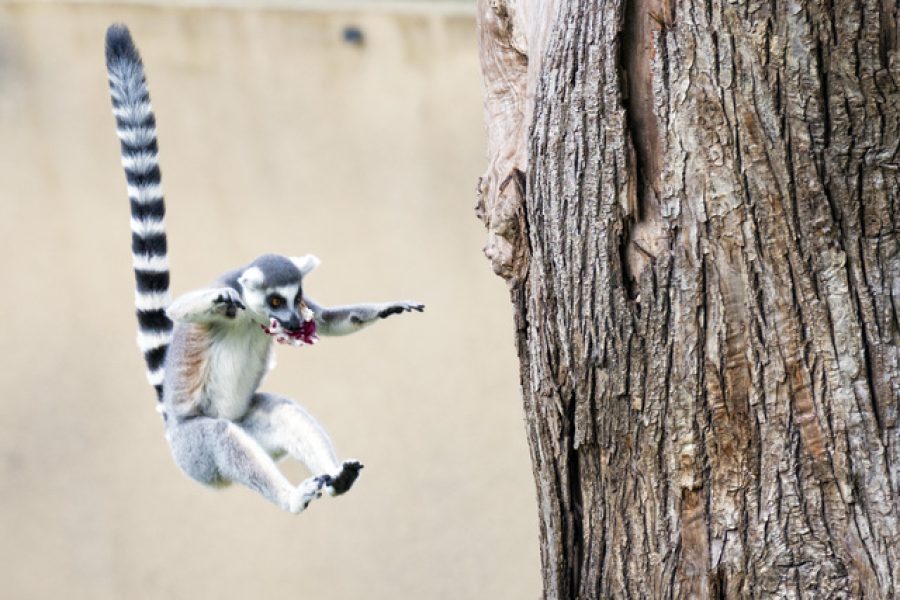 lemur monkey close up portrait while jumping