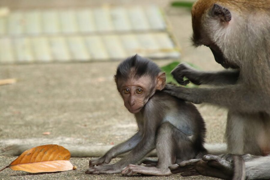 640-long-tailed-macaque-macaca-fascicularis