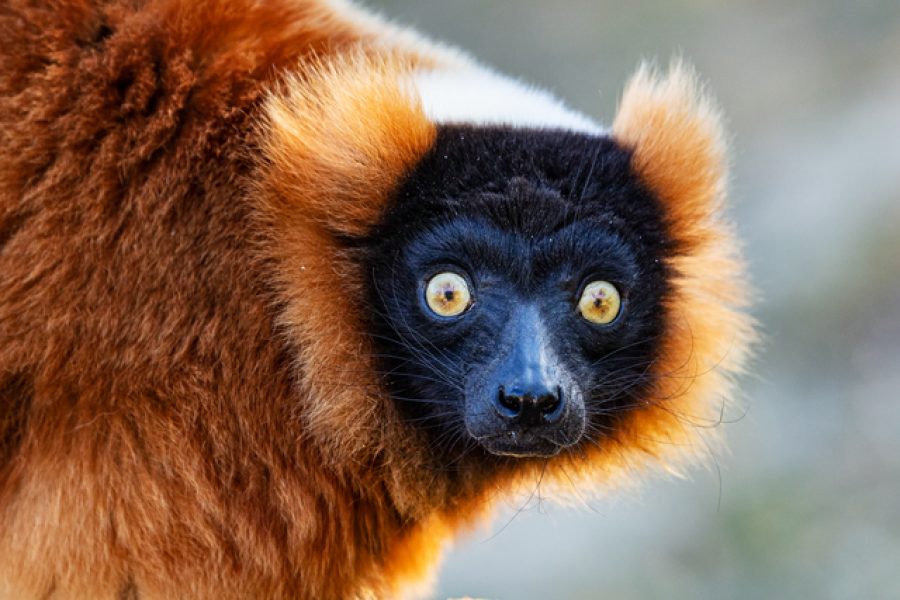 Red Ruffed Lemur monkey. Mammal and mammals. Land world and fauna. Wildlife and zoology. Nature and animal photography.