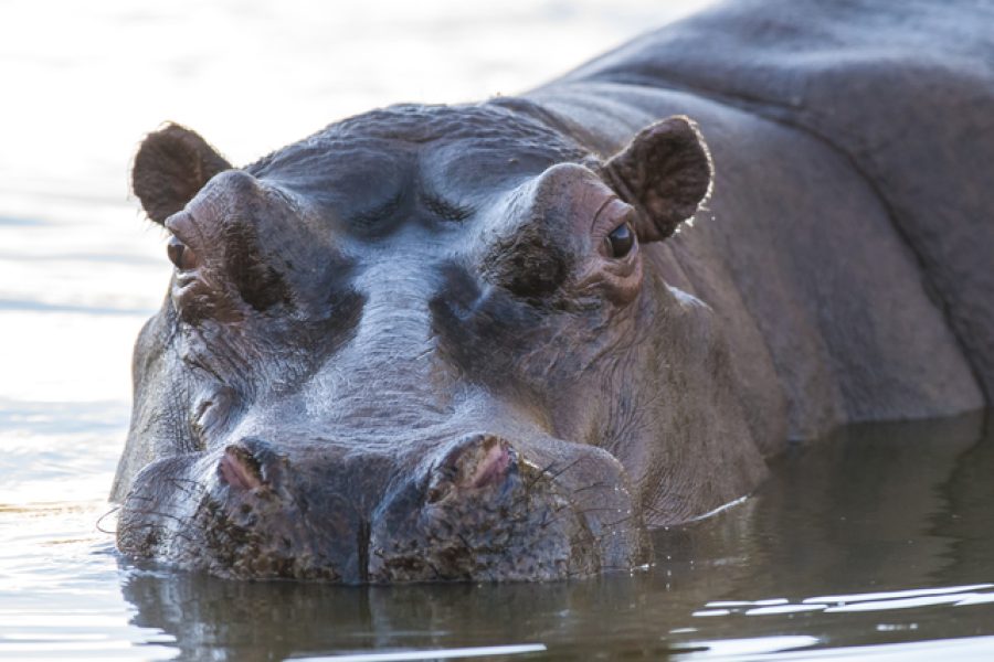 HIPPOPOTAMUS AMPHIBIUS in waterhole, Kruger National park,South Africa