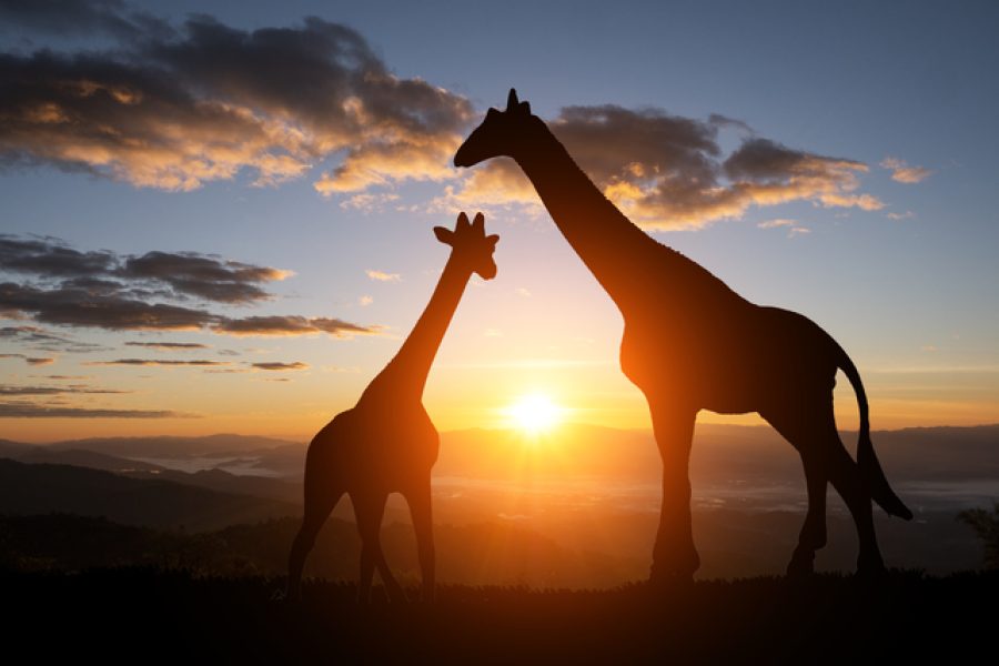 The silhouette of a giraffe with sunset