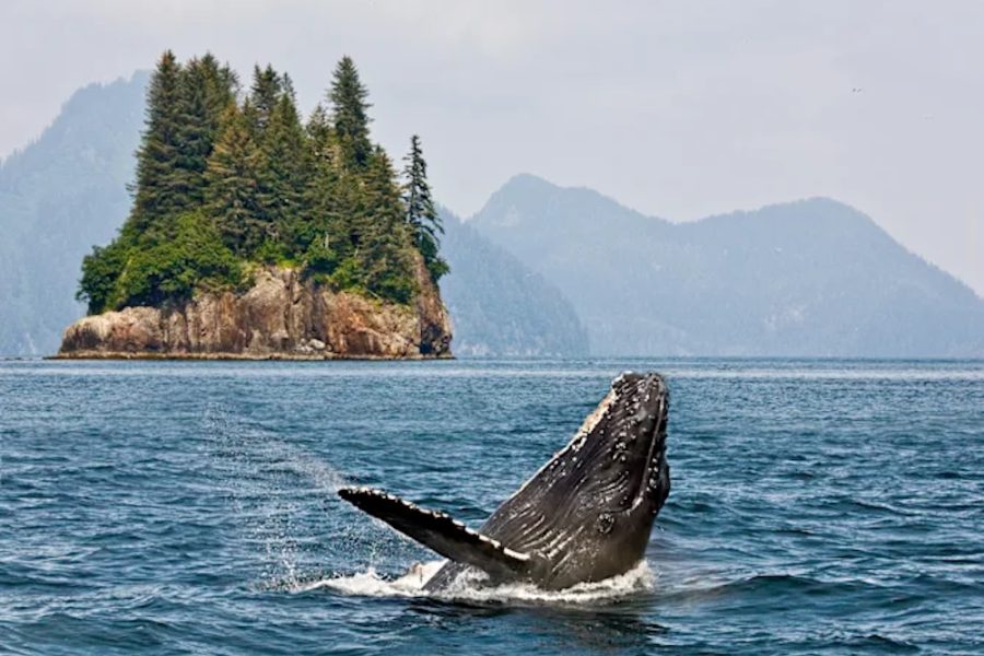 Alaska and British Columbia – Inside Passage day-26-42_humpback-whale-alaska-hgr-135840shutterstock_alt3.jpg copy