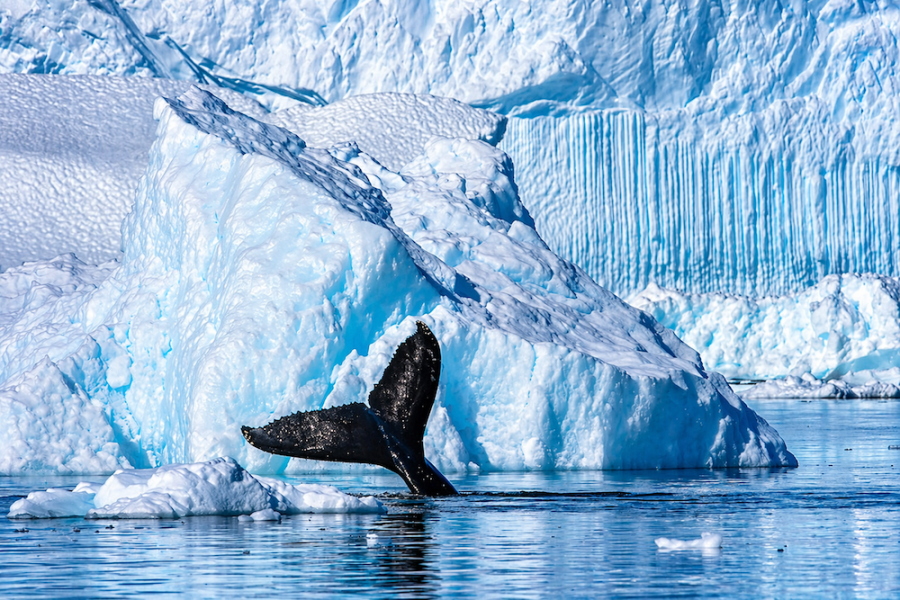 Antarctica - Humpback Whale - HX