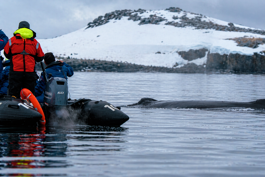 Antarctica - Orne Island - Humpback Whale - HX