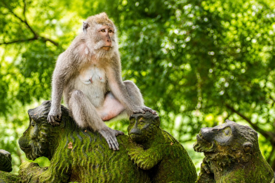 Bali - Monkey