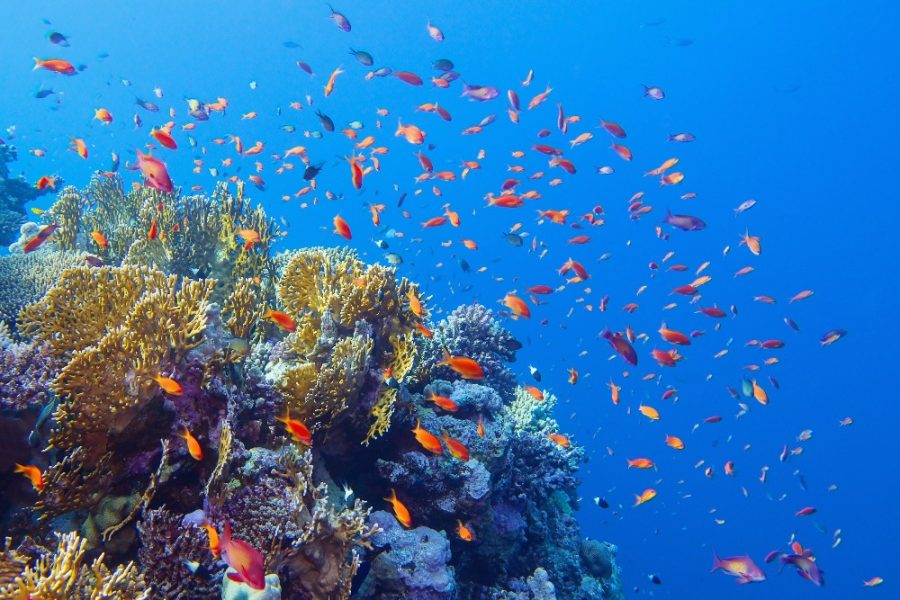 Beautiful tropical coral reef with shoal or red coral fish Anthias_edited