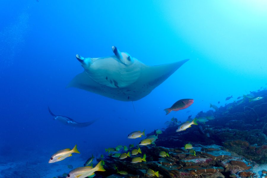 Diving (4)