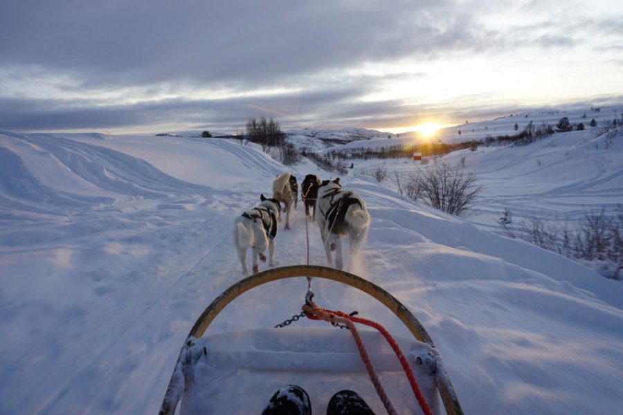 Fantastic dog-sled ride in Kirkenes at sunrise