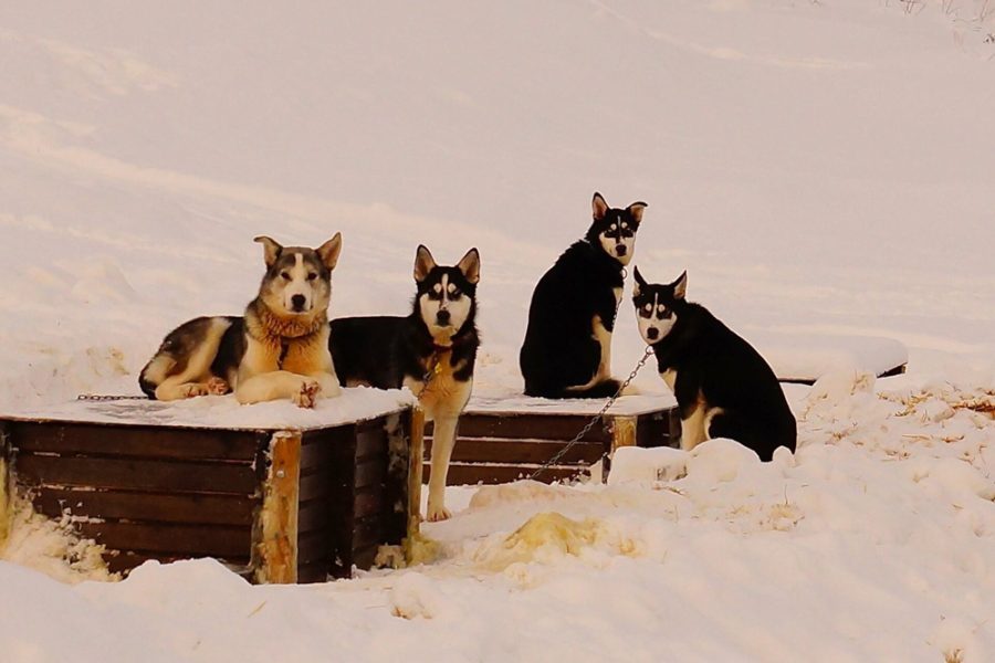 These sled dogs were waiting patiently for their turn to run. We enjoyed the friendly dogs.
