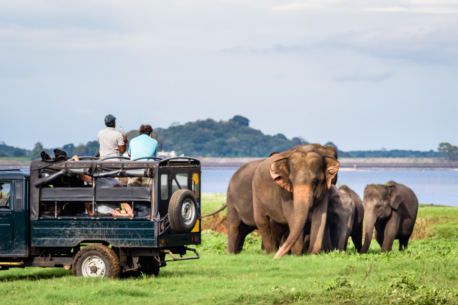 Sri Lanka Tour. Minneriya Safari