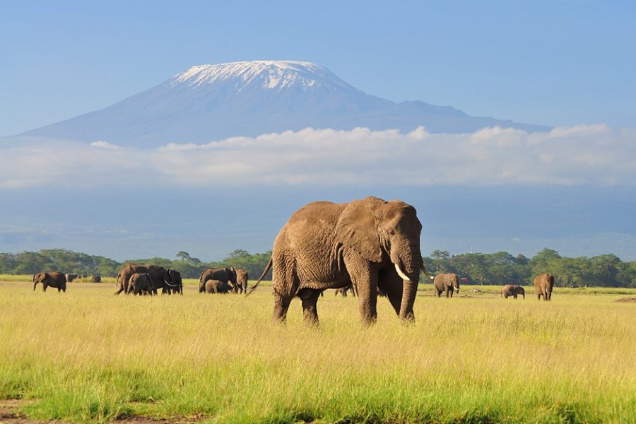 Elephant Standing at Amboseli national park with Kilimanjaro Background_edited