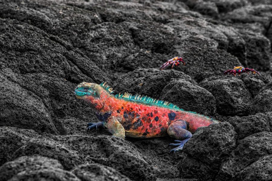 Christmas Iguana on Espanola Island on Galapagos Islands. Male Marine Iguana with Sally Lightfoot Crabs in background. Amazing animals wildlife and nature on Galapagos islands, Ecuador, South America.; Shutterstock ID 1070249936; purchase_order: Project Darvin; job: Itinerary; client: Kathi Humphries USA