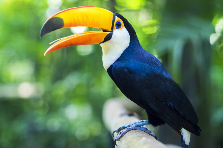 Exotic toucan bird in natural setting near Iguazu Falls in Foz do Iguacu Brazil_edited