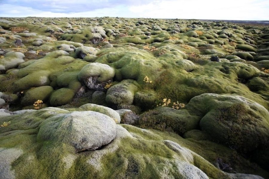 GJ-90-Lava-field-in-Iceland.jpg copy