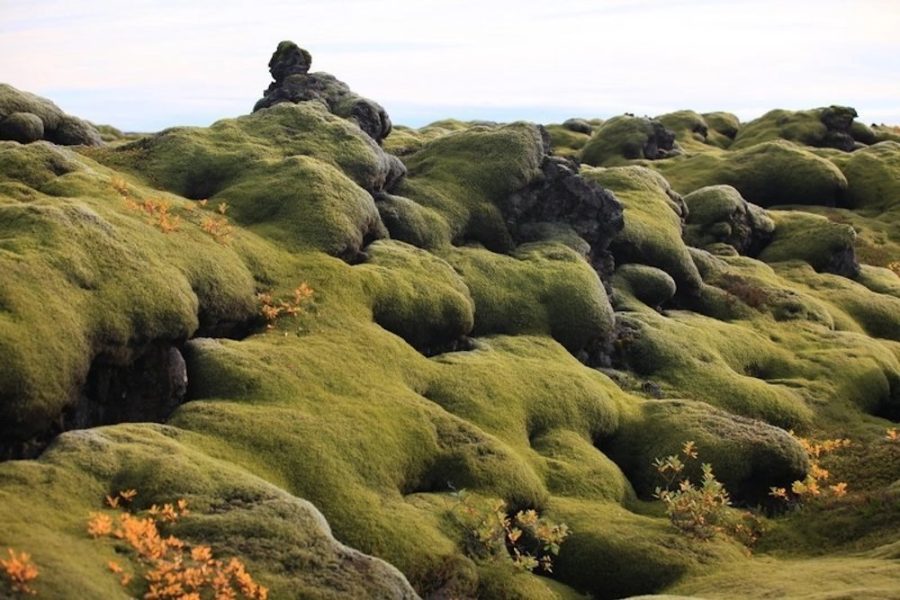 GJ-99-Moss-in-Iceland.jpg copy