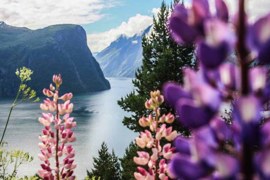 Journey by car and Hurtigruten