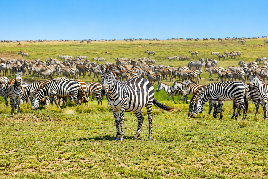 Gosheni - Kilimanjaro & Serengeti 11
