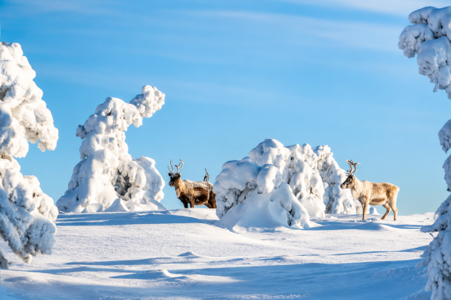 Hurtigruten Savour the Lights - Reindeer