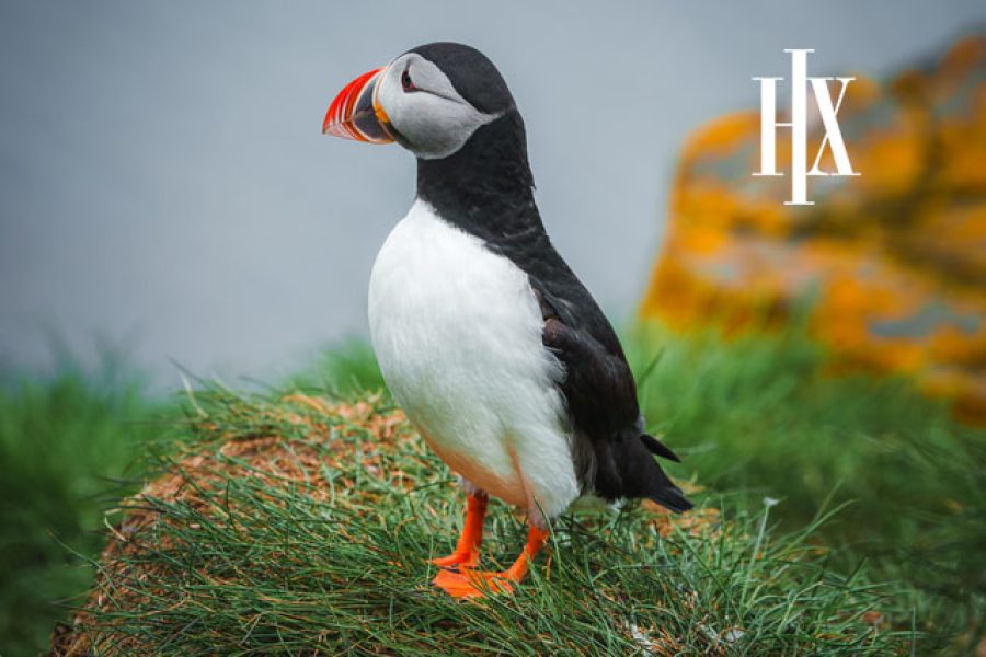 Iceland Expedition Cruise