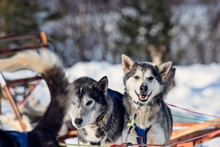 Indepenent Norway & Finland - dog-sledding-coastal-expedition-norway-hgr-136538-photo_agurtxane_concellon