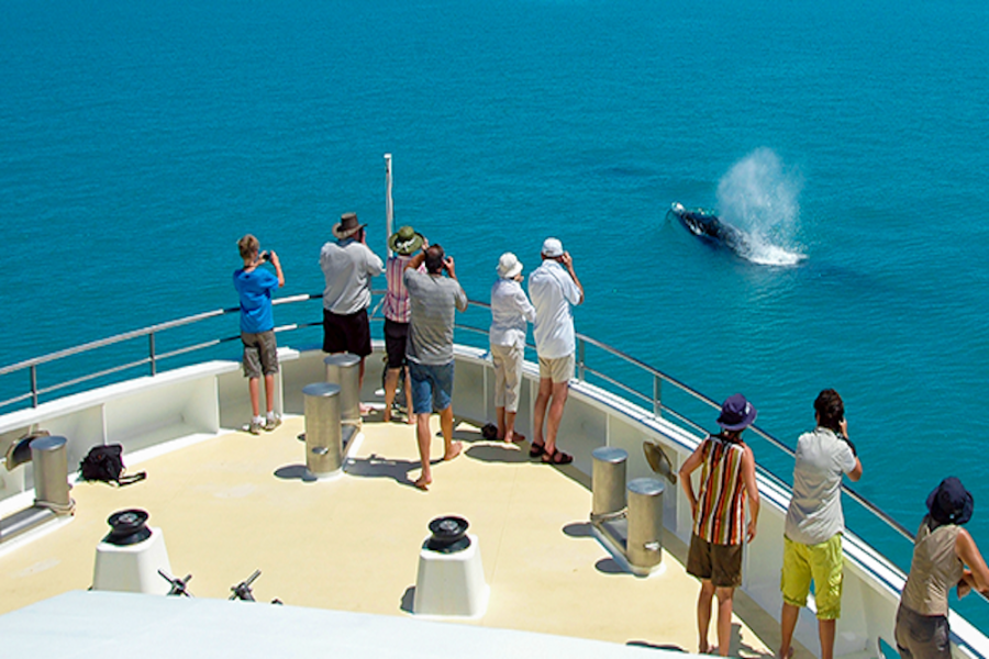 KIM-Whale-watching-01