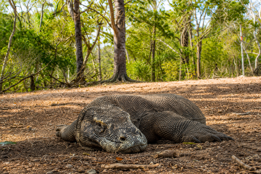 Komodo Dragon