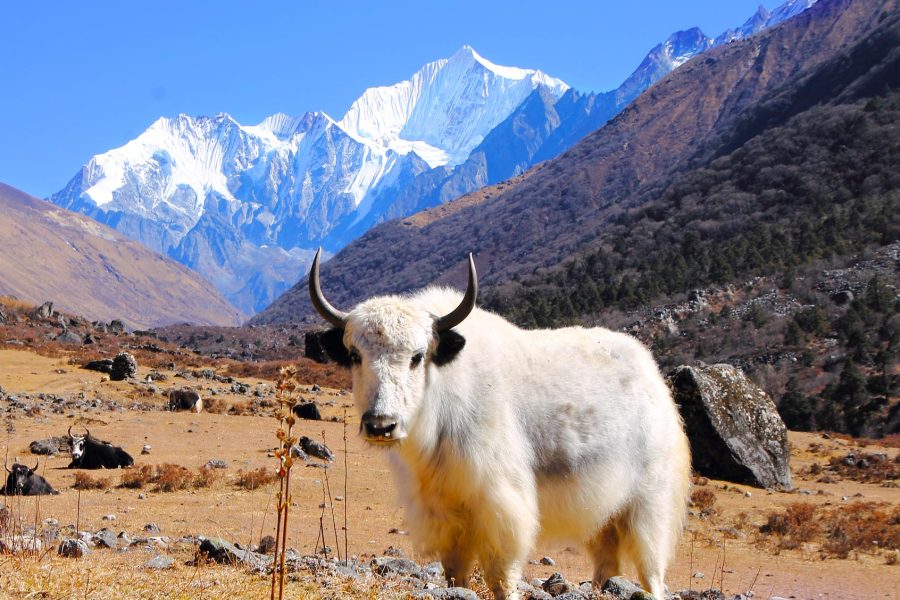 Langtang Valley Trek 2