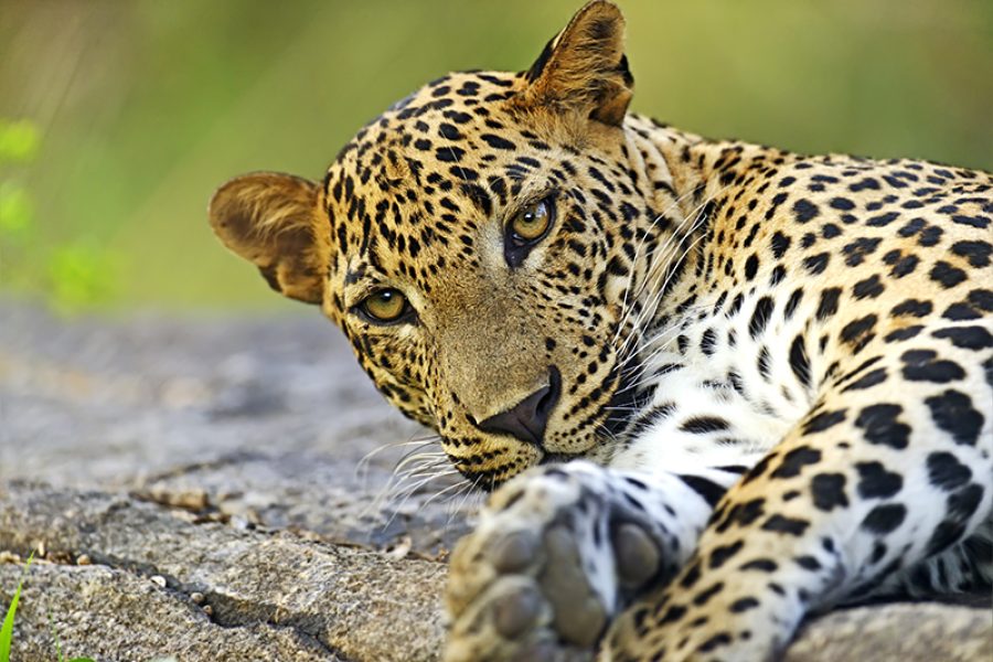 Leopard in the wild on the island of Sri Lanka; Shutterstock ID 232546966; PO: 167330161; Client: a578d554-312b-42b8-9a78-52d63ca6e4a5